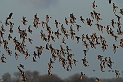Black-tailed godwit flock - G